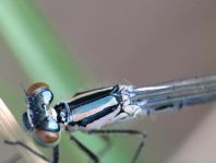 Hufeisen-Azurjungfer, Coenagrion puella