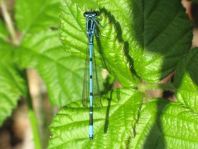 Hufeisen-Azurjungfer, Coenagrion puella