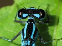 Hufeisen-Azurjungfer, Coenagrion puella