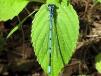Hufeisen-Azurjungfer, Coenagrion puella
