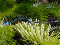 Hufeisen-Azurjungfer, Coenagrion puella