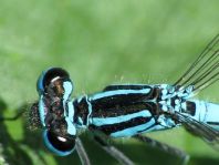 Hufeisen-Azurjungfer, Coenagrion puella