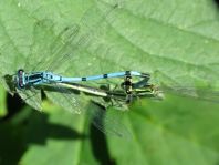 Hufeisen-Azurjungfer, Coenagrion puella