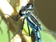 Hufeisen-Azurjungfer, Coenagrion puella