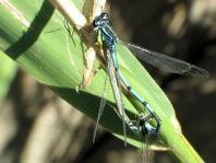 Hufeisen-Azurjungfer, Coenagrion puella