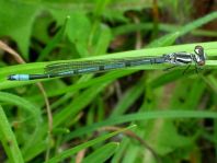 Hufeisen-Azurjungfer, Coenagrion puella