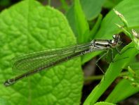 Hufeisen-Azurjungfer, Coenagrion puella