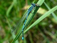 Hufeisen-Azurjungfer, Coenagrion puella
