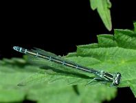Hufeisen-Azurjungfer, Coenagrion puella