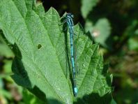Hufeisen-Azurjungfer, Coenagrion puella