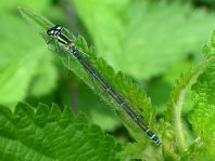 Hufeisen-Azurjungfer, Coenagrion puella