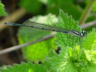 Hufeisen-Azurjungfer, Coenagrion puella