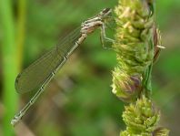 Hufeisen-Azurjungfer, Coenagrion puella