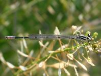 Hufeisen-Azurjungfer, Coenagrion puella