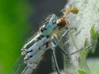 Hufeisen-Azurjungfer, Coenagrion puella