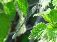 Hufeisen-Azurjungfer, Coenagrion puella