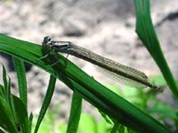 Hufeisen-Azurjungfer, Coenagrion puella
