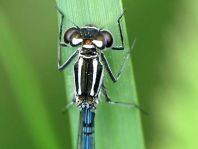 Hufeisen-Azurjungfer, Coenagrion puella