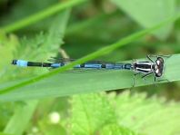 Hufeisen-Azurjungfer, Coenagrion puella