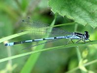 Hufeisen-Azurjungfer, Coenagrion puella