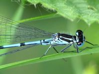Hufeisen-Azurjungfer, Coenagrion puella