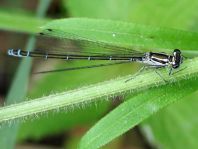 Hufeisen-Azurjungfer, Coenagrion puella
