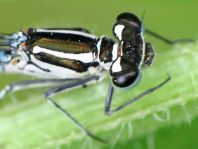 Hufeisen-Azurjungfer, Coenagrion puella