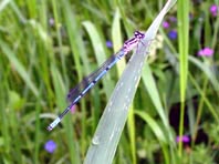 Hufeisen-Azurjungfer, Coenagrion puella
