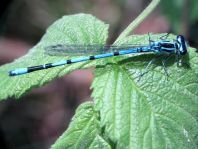 Hufeisen-Azurjungfer, Coenagrion puella