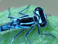 Hufeisen-Azurjungfer, Coenagrion puella