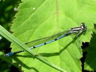 Hufeisen-Azurjungfer, Coenagrion puella