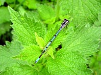 Hufeisen-Azurjungfer, Coenagrion puella