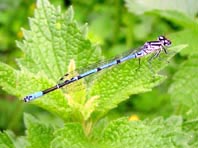 Hufeisen-Azurjungfer, Coenagrion puella