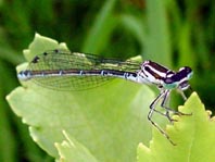 Hufeisen-Azurjungfer, Coenagrion puella
