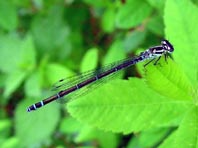 Hufeisen-Azurjungfer, Coenagrion puella