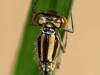 Hufeisen-Azurjungfer, Coenagrion puella