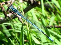 Hufeisen-Azurjungfer, Coenagrion puella