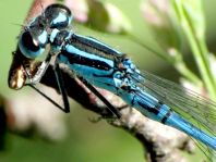 Hufeisen-Azurjungfer, Coenagrion puella