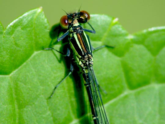 Kleines Granatauge, Erythromma viridulum