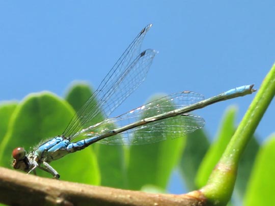 Kleines Granatauge, Erythromma viridulum