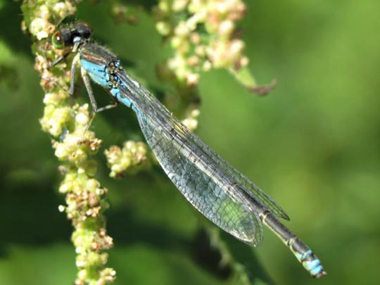 Kleines Granatauge, Erythromma viridulum