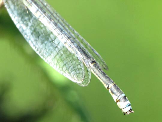 Kleines Granatauge, Erythromma viridulum