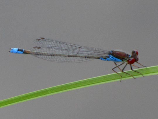 Kleines Granatauge, Erythromma viridulum