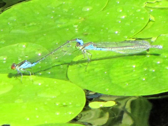 Kleines Granatauge, Erythromma viridulum