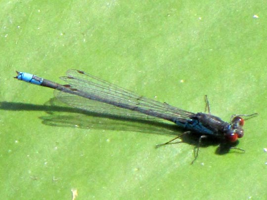 Kleines Granatauge, Erythromma viridulum