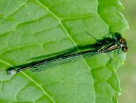 Kleines Granatauge, Erythromma viridulum