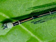 Kleines Granatauge, Erythromma viridulum