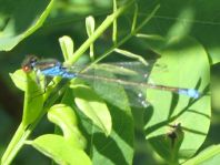 Kleines Granatauge, Erythromma viridulum