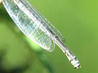 Kleines Granatauge, Erythromma viridulum