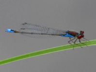 Kleines Granatauge, Erythromma viridulum